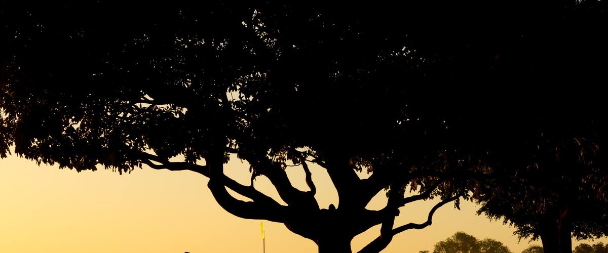 Ein großer Baum, vor dem sich Menschen im Sonnenuntergang silhouettieren.