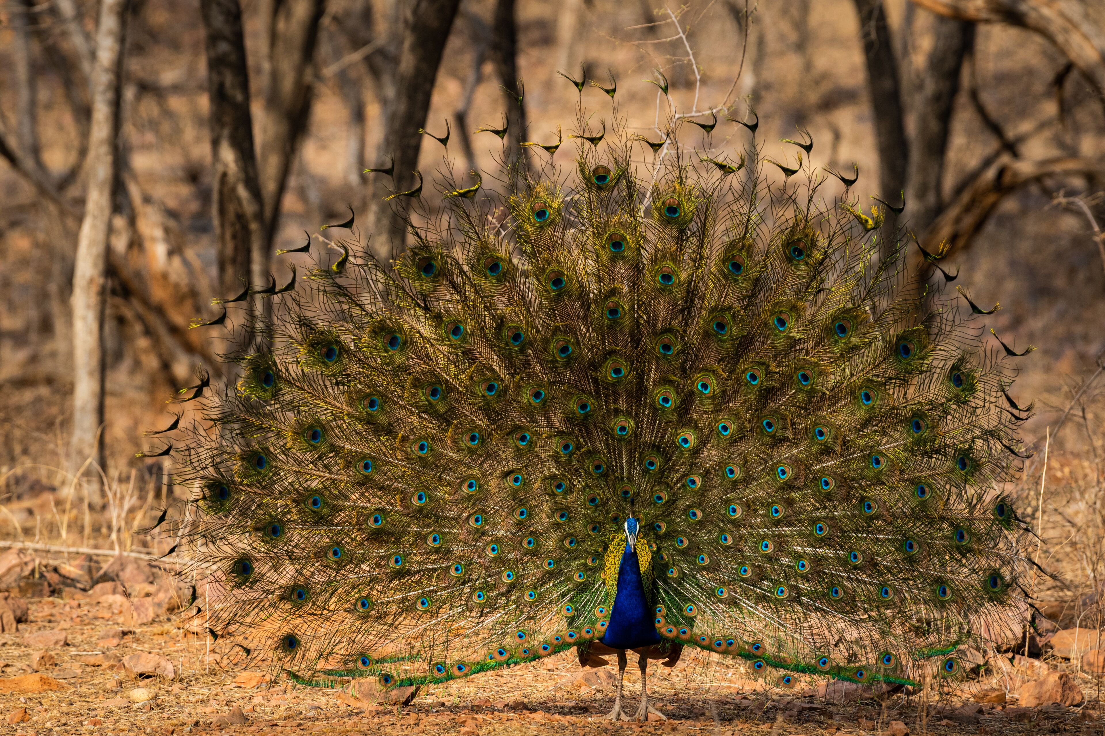Un pavo real despliega su cola abierta, mostrando sus plumas azules y verdes en un área boscosa y seca.
