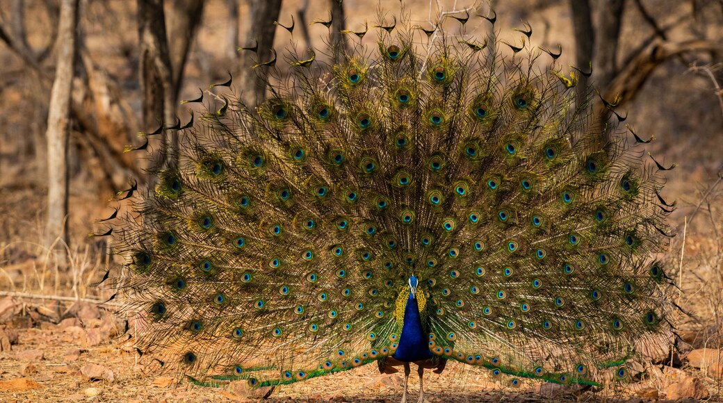 Un pavo real despliega su cola abierta, mostrando sus plumas azules y verdes en un área boscosa y seca.