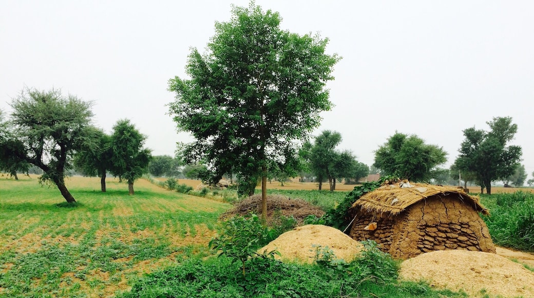 A cool, soothing morning in some khet