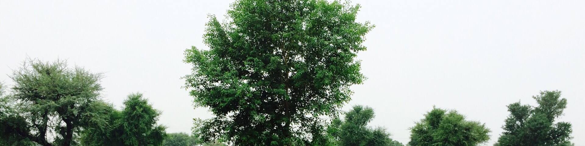 A cool, soothing morning in some khet