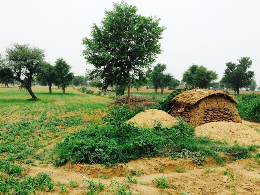 A cool, soothing morning in some khet