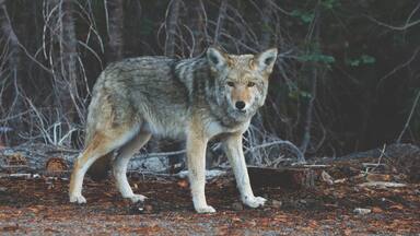Un coyote se tient dans une forêt où les arbres sont nombreux et où le sol est recouvert d’une épaisse couche de feuilles mortes.