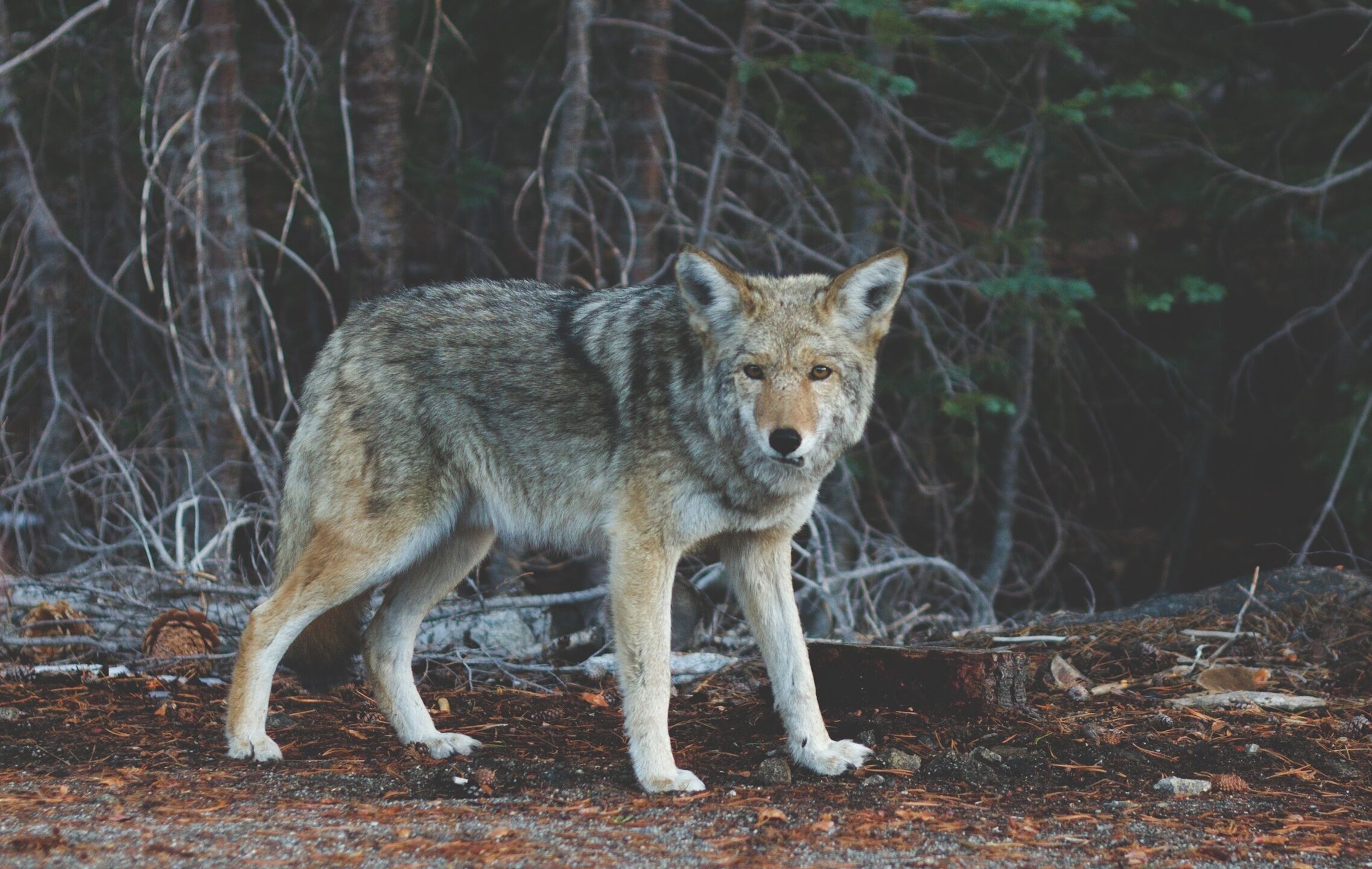 A coyote standing in a forest with dense trees and leaf litter on the ground.