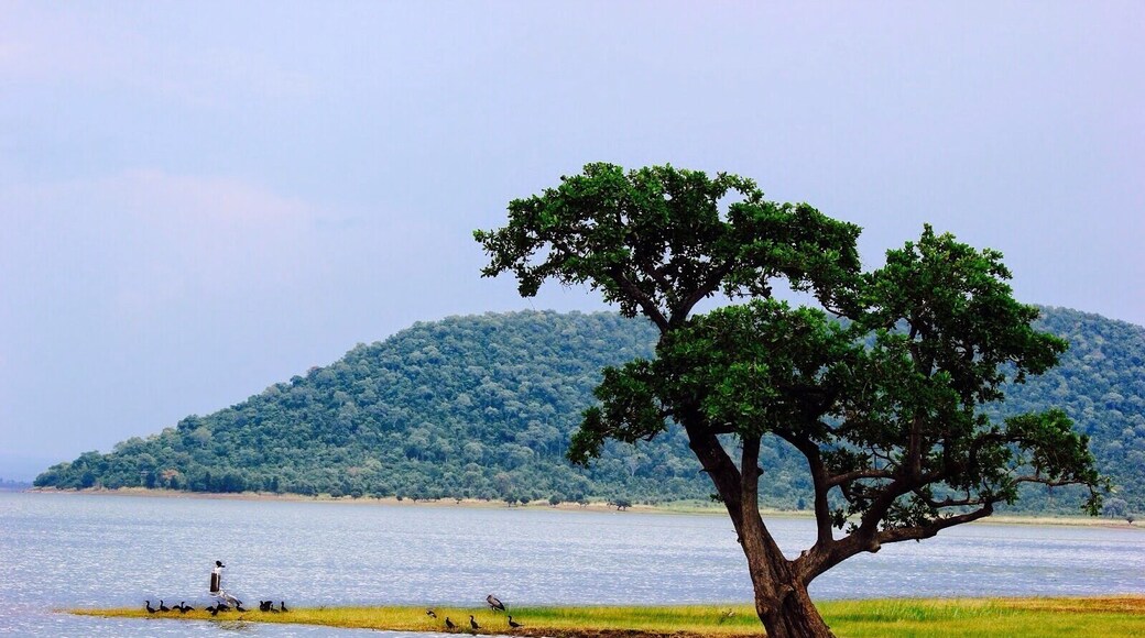 Pakhal lake is a paradise for bird lovers. If you are in Hyderabad and if you are looking for a refreshing weekend getaway then you can plan a trip to this place.. It is in Warangal district, Telangana. It is about 180kms from Hyderabad and is well connected by road passing through Narsampet which is about 12kms away from the lake.. #waterlust