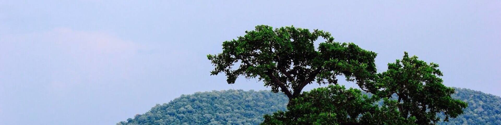 Pakhal lake is a paradise for bird lovers. If you are in Hyderabad and if you are looking for a refreshing weekend getaway then you can plan a trip to this place.. It is in Warangal district, Telangana. It is about 180kms from Hyderabad and is well connected by road passing through Narsampet which is about 12kms away from the lake.. #waterlust