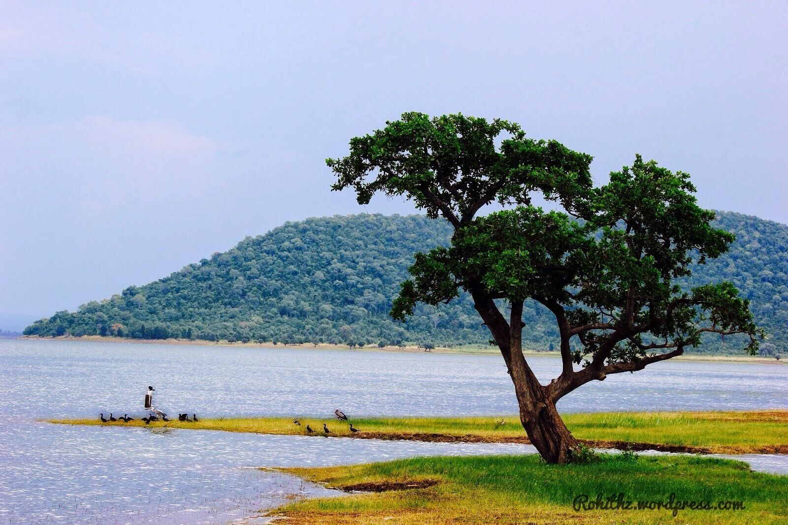 A tree by a calm body of water with a distant hill.