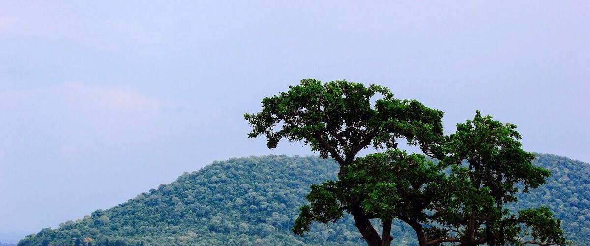 A tree by a calm body of water with a distant hill.