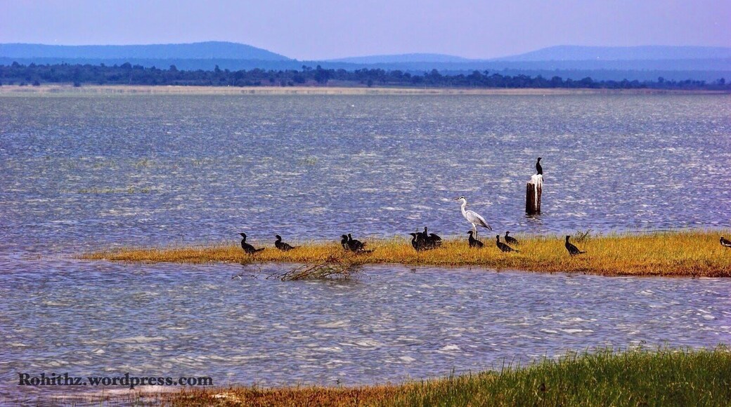 The shores around this lake is the Pakhal WildLife Sanctuary with an area of 839 km2. It is a dense forest shelter for a variety of fauna. We did not find any animals other than wild dogs, languor and monkeys. This place is a hub for snakes, didn’t even remembered how many snakes we saw on the road while we were cruising the forests. #waterlust