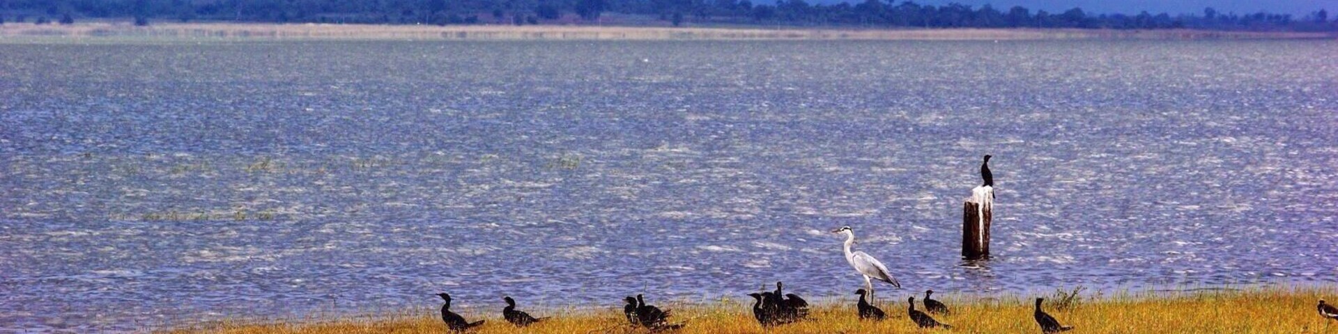 The shores around this lake is the Pakhal WildLife Sanctuary with an area of 839 km2. It is a dense forest shelter for a variety of fauna. We did not find any animals other than wild dogs, languor and monkeys. This place is a hub for snakes, didn’t even remembered how many snakes we saw on the road while we were cruising the forests. #waterlust
