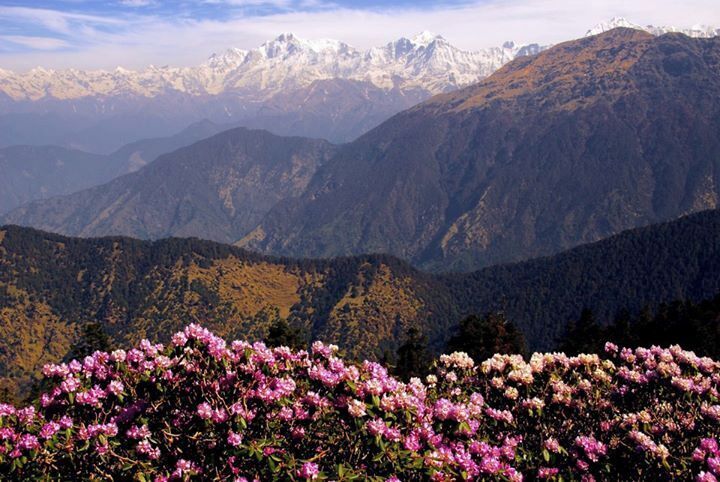 Flowers and a Himalayan landscape - en route to Chandrashile Peak, Uttarakhand, India