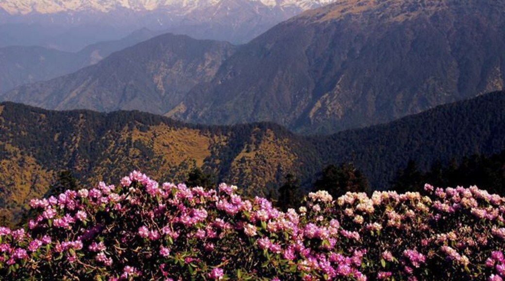 Flowers and a Himalayan landscape - en route to Chandrashile Peak, Uttarakhand, India