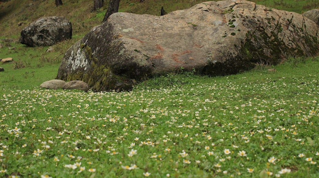 Melting of snow and blooming of the flowers in the forest.
Though I do not believe that a plant will spring up where no seed has been, I have great faith in a seed. Convince me that you have a seed there, and I am prepared to expect wonders.
#SpringFun