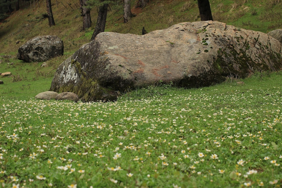 Melting of snow and blooming of the flowers in the forest.
Though I do not believe that a plant will spring up where no seed has been, I have great faith in a seed. Convince me that you have a seed there, and I am prepared to expect wonders.
#SpringFun