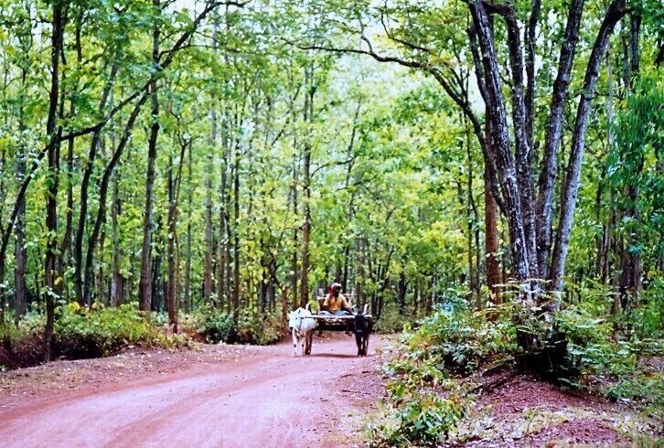 Village road within forest A typical scene in this parts of Bengal