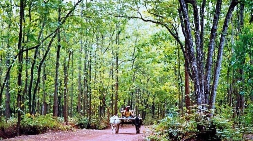 Village road within forest A typical scene in this parts of Bengal