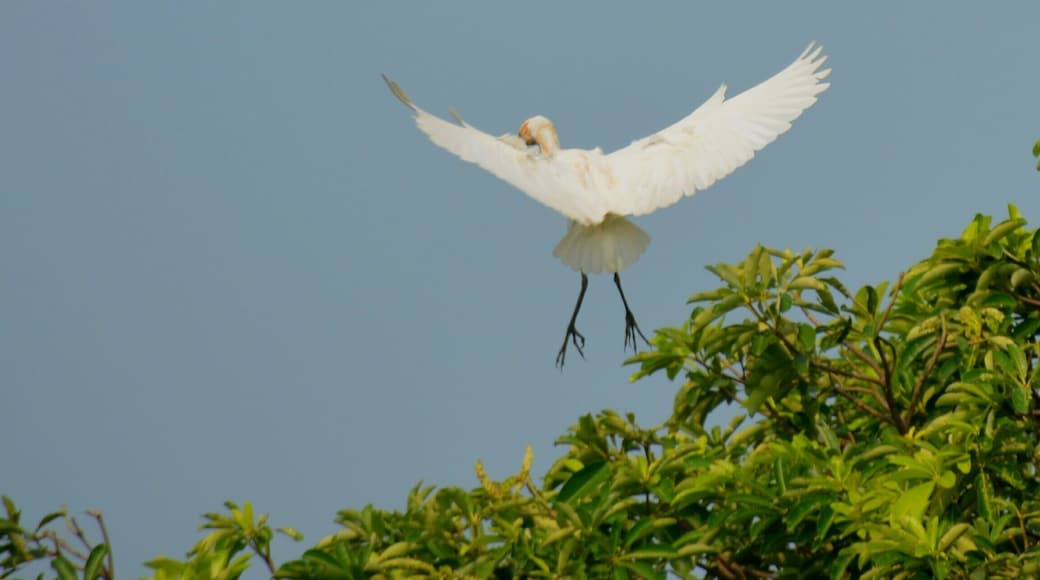 This plant has hundreds of birds Only you need to take a snap