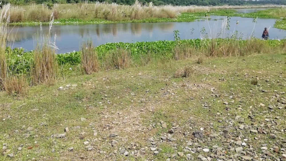 Un étang paisible, entouré de prairies et de roseaux.