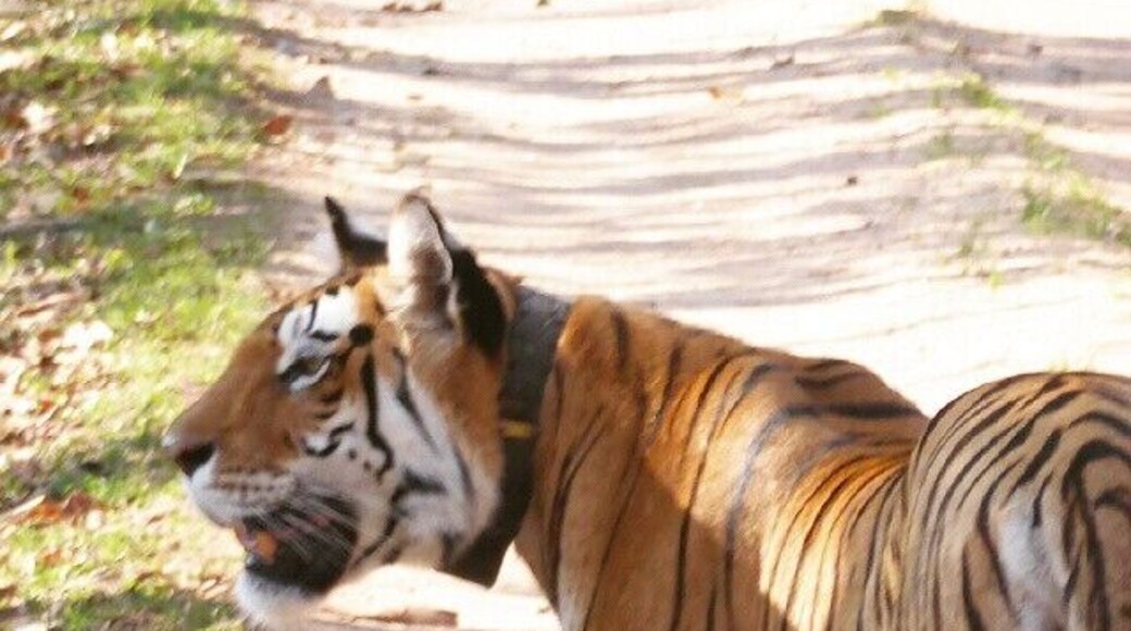 Tiger tiger burning bright... This stunning beast is the Queen of Pench! #thetinytaster #tinygoestravelling #travelling #travels #happiness #love #tiger #nature #natgeotravelpic #instatravel #igers #igtravel #igerstravel #jungletime #travel #incredibleindia #instapic #picoftheday #bestoftheday twitter #travelstoke