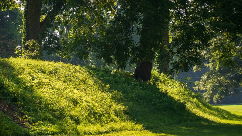 A grassy hillside with trees and sunlight filtering through the leaves.