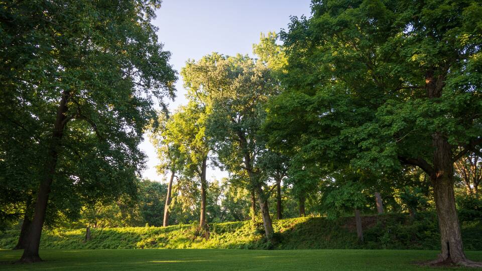 A park with lush green trees and a well-maintained grassy area.