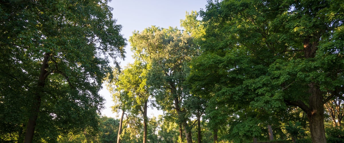 A park with lush green trees and a well-maintained grassy area.