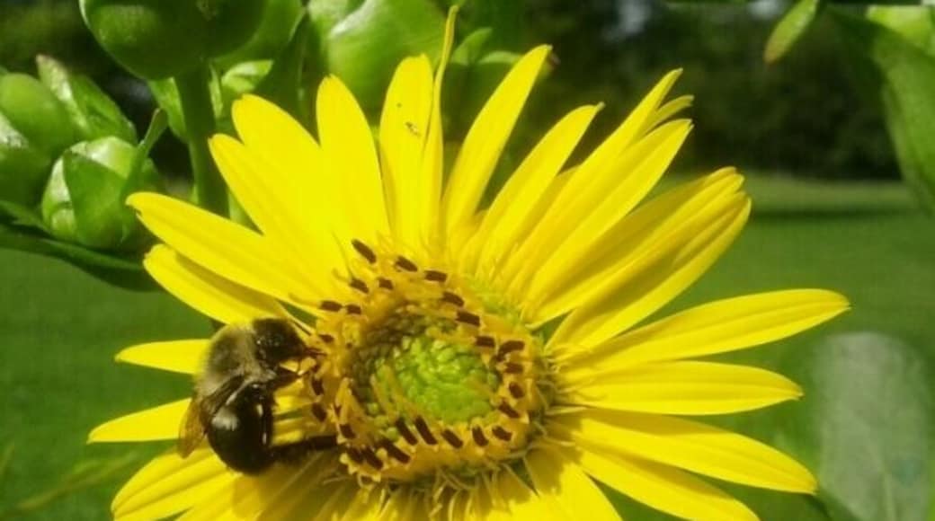 A bright yellow bumblebee harvesting from a bright yellow wildflower.