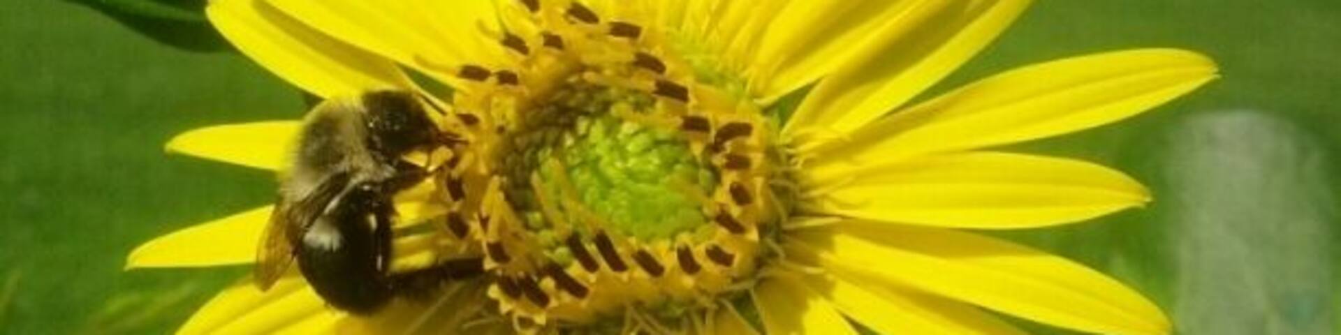 A bright yellow bumblebee harvesting from a bright yellow wildflower.