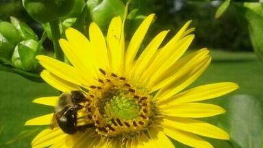 A bright yellow bumblebee harvesting from a bright yellow wildflower.