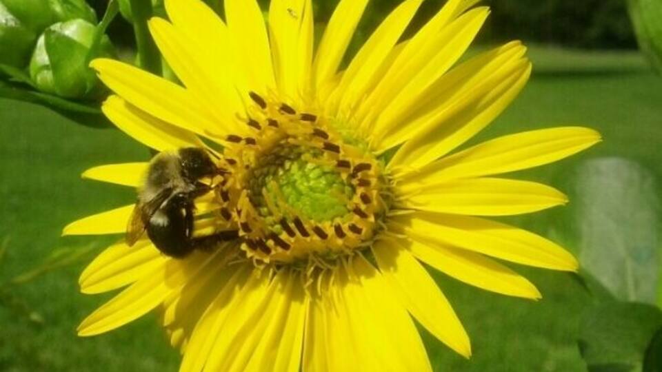 A bee on a yellow flower with green leaves in the background.