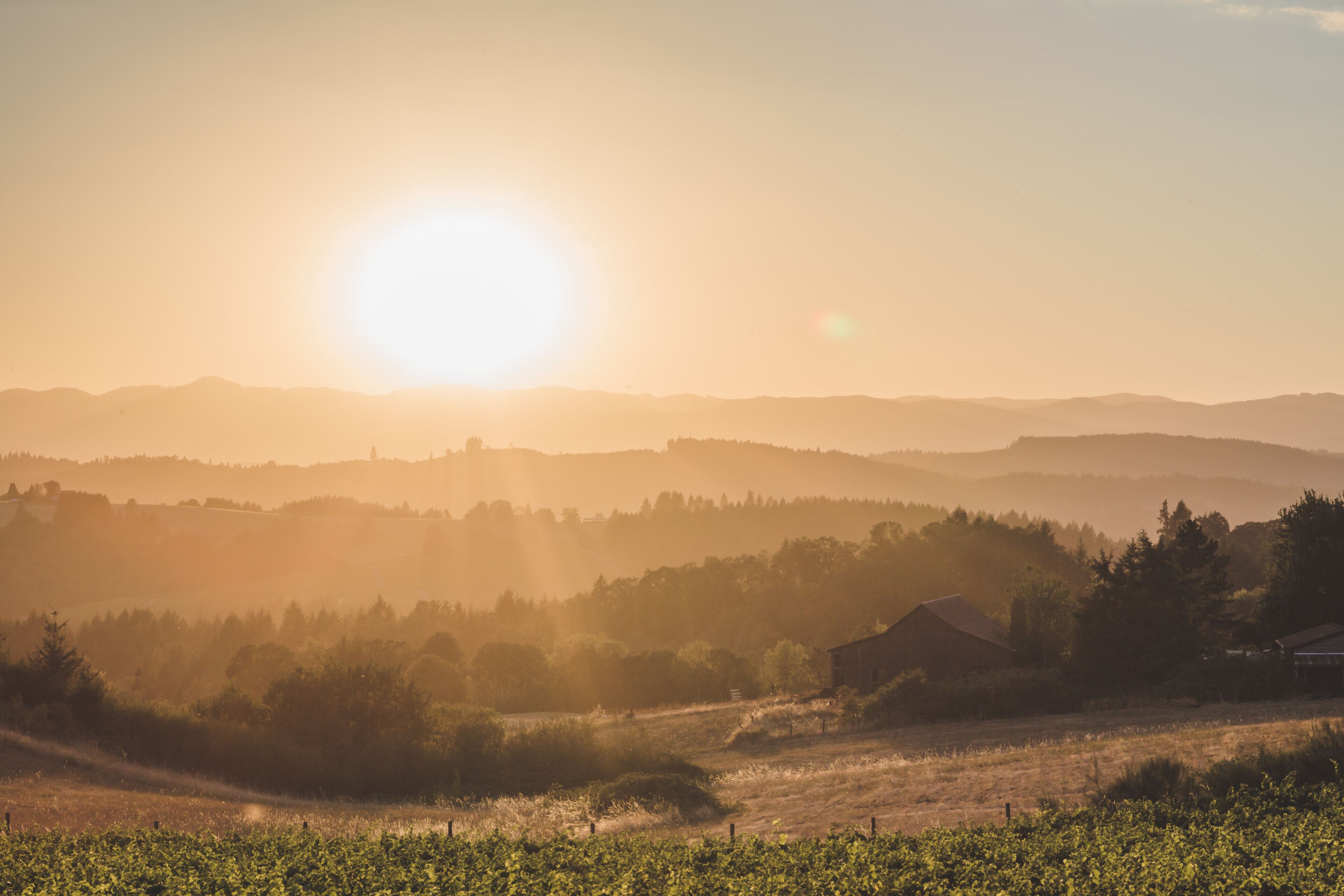 Bright sun over rolling hills in Newberg, Oregon