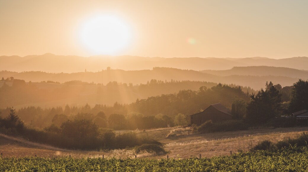 Bright sun over rolling hills in Newberg, Oregon