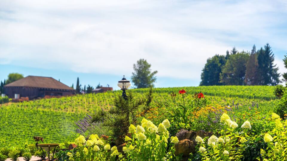 A vineyard with rows of grapevines, a stone lantern, and a rustic building in the background.