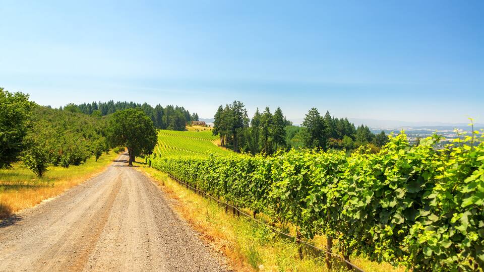 A dirt road leading through a vineyard with rows of grapevines.