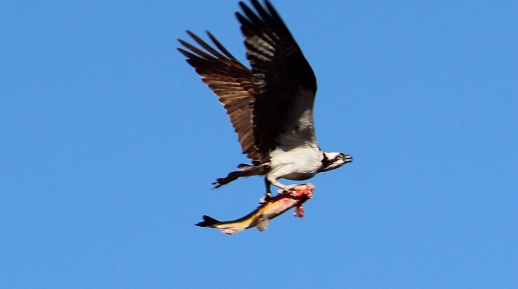 In between shooting sports shots (competitive softball) I looked up and captured this!!