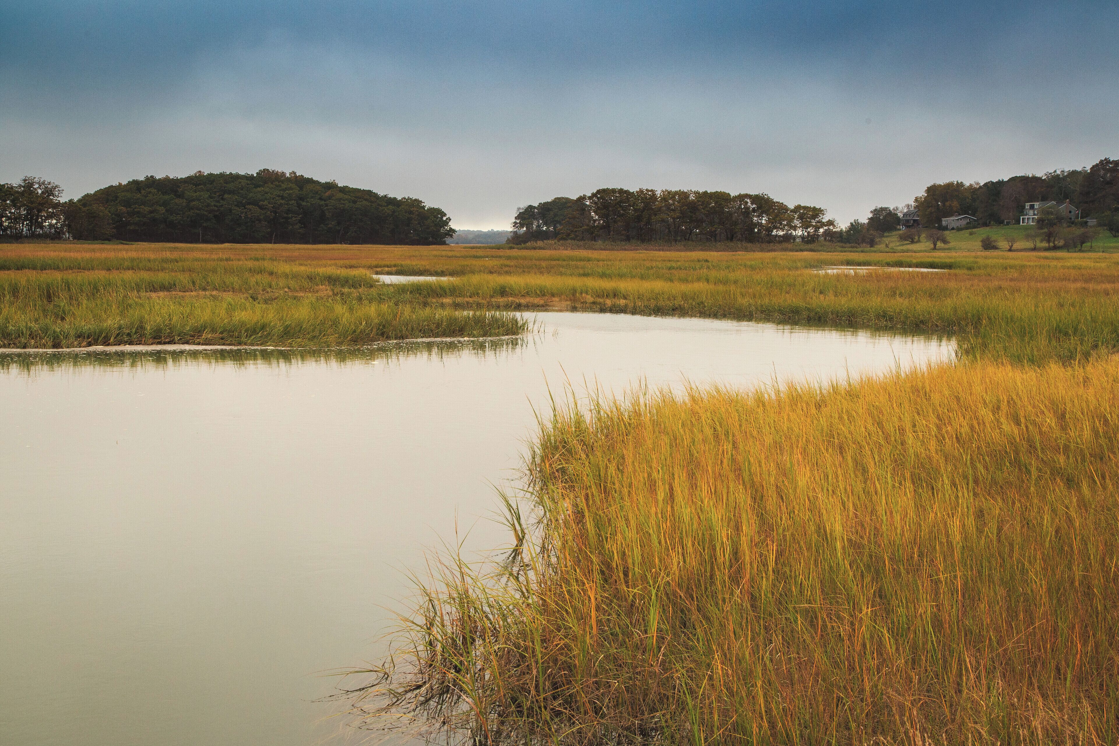 A marshland with water and tall grasses, surrounded by trees and houses in the background.