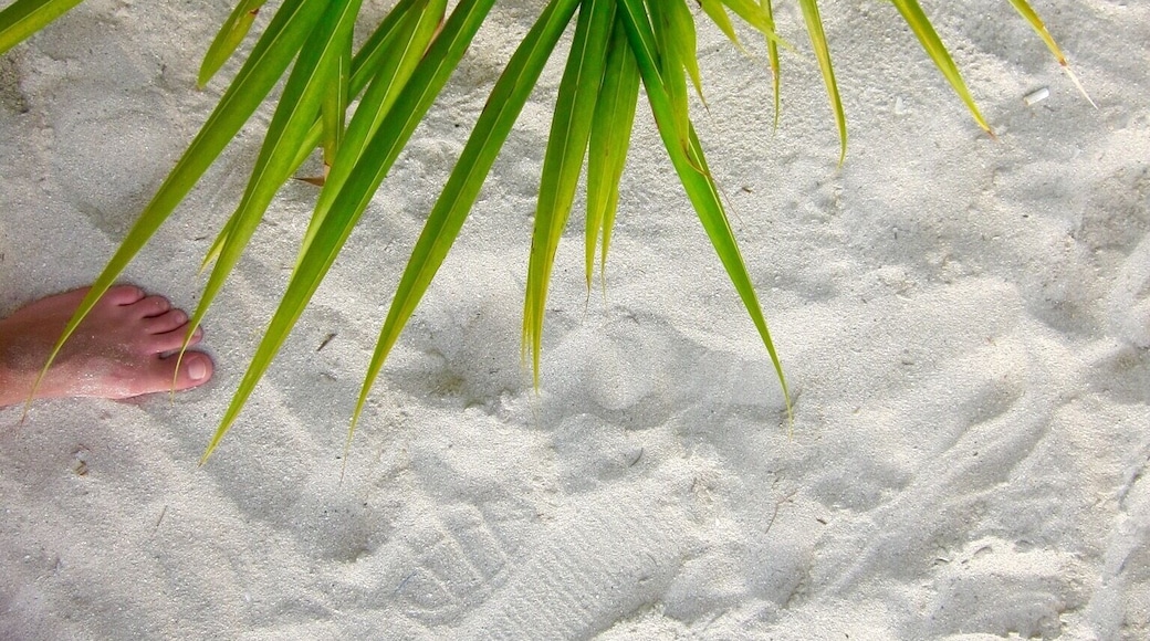 Sometimes you just want to remember where you were standing. This was one of those times. #palmtrees #beach #welovetoexplore #travel