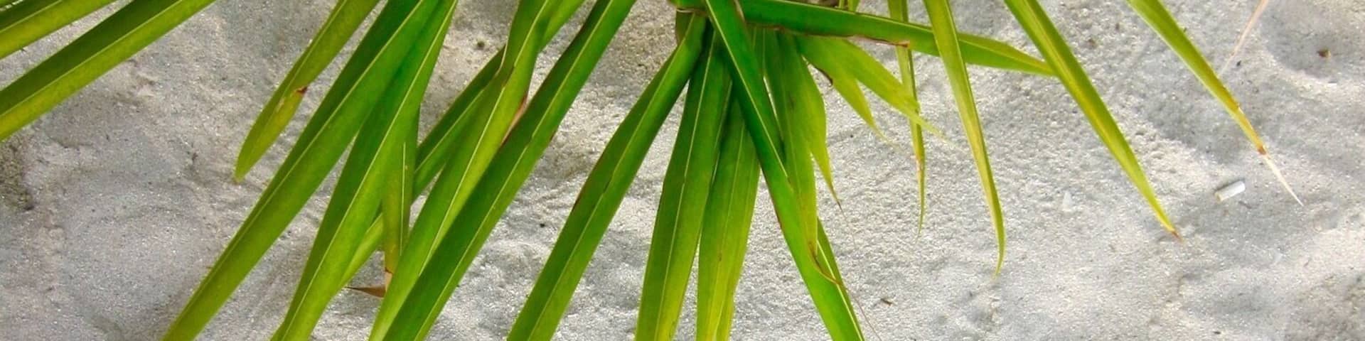 Sometimes you just want to remember where you were standing. This was one of those times. #palmtrees #beach #welovetoexplore #travel