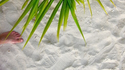 Sometimes you just want to remember where you were standing. This was one of those times. #palmtrees #beach #welovetoexplore #travel