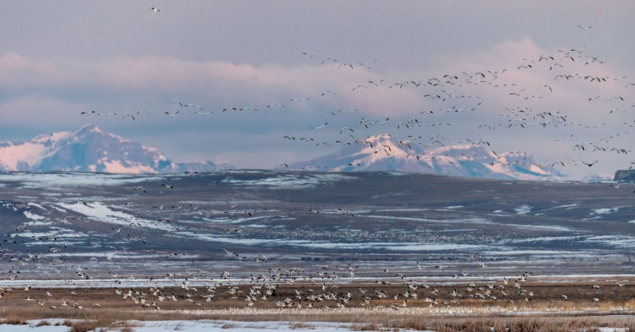Snow geese blast off at sunrise with Rocky Mountains in backdrop at Freezeout Lake Wildlife Management Area near Choteau, Montana, USA.