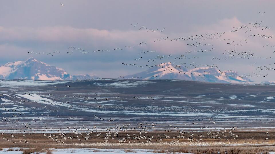 Snow geese blast off at sunrise with Rocky Mountains in backdrop at Freezeout Lake Wildlife Management Area near Choteau, Montana, USA.
