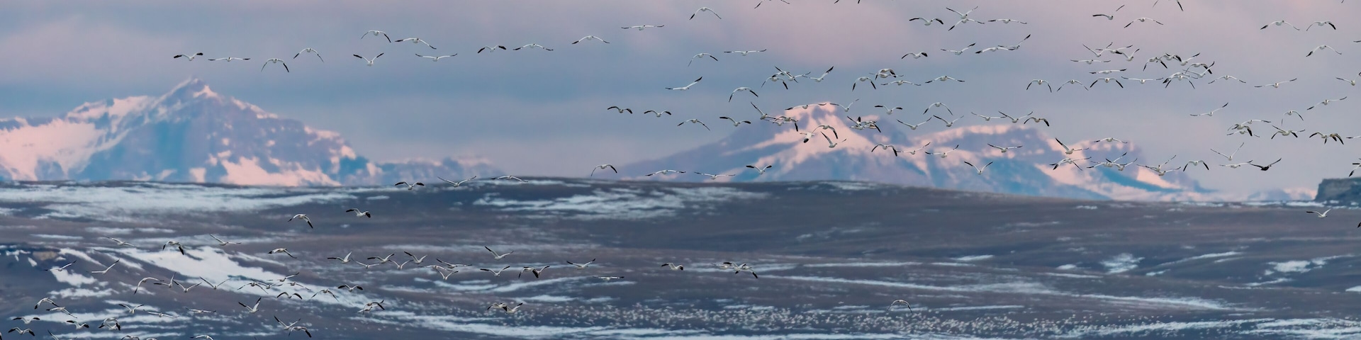 Snow geese blast off at sunrise with Rocky Mountains in backdrop at Freezeout Lake Wildlife Management Area near Choteau, Montana, USA.