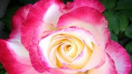 My favorite rose from my garden the "Double Delight" oh so beautiful.