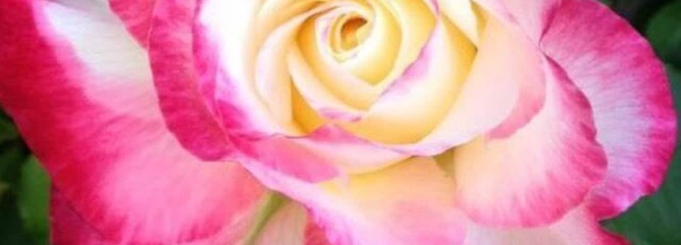 My favorite rose from my garden the "Double Delight" oh so beautiful.