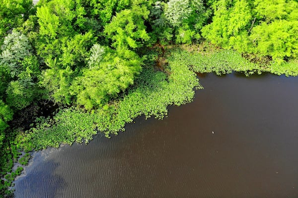 Um rio ladeado por vegetação verde exuberante.