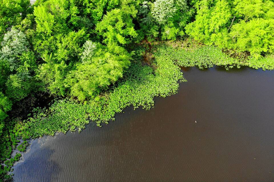 A river bordered by dense green foliage.