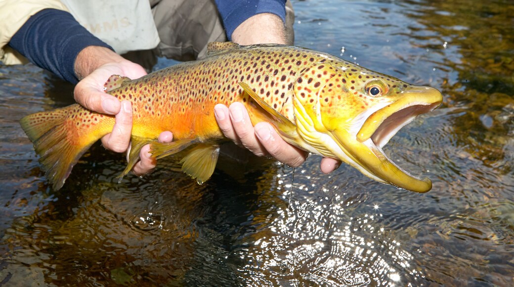 Fisherman displaying a landed brown trout