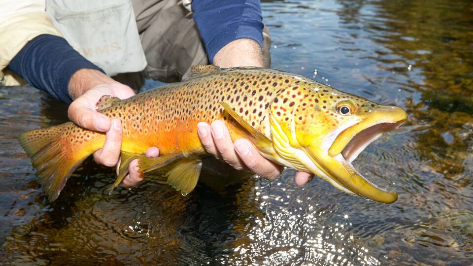 Fisherman displaying a landed brown trout