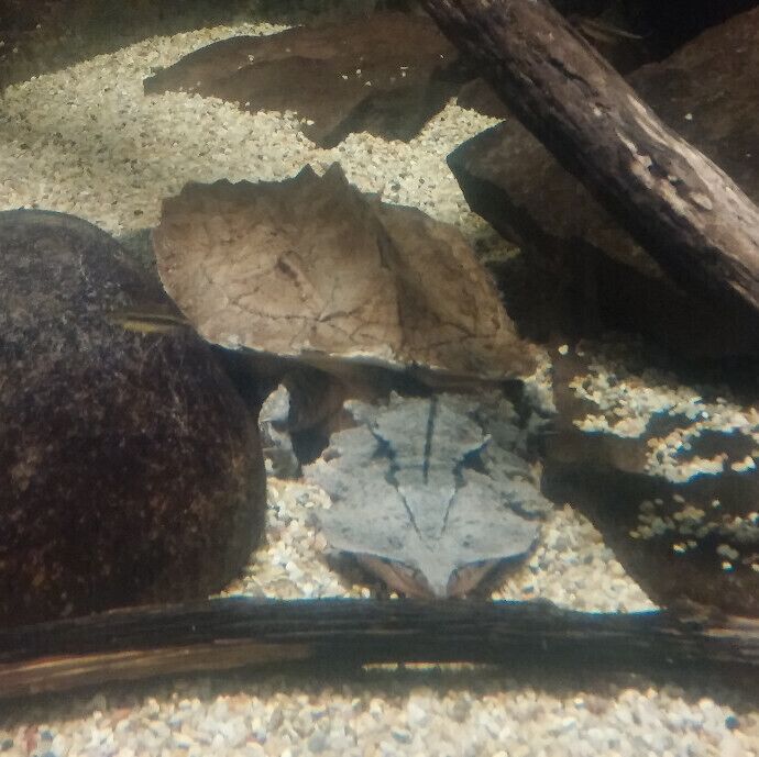 A mata mata turtle (Chelus fimbriata) with its unique triangular flat head. A part of The new Turtle Canyon exhibit at the Newport Aquarium featuring more than 14 species of turtles, spanning three continents.