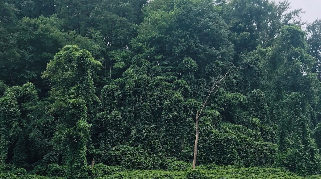 Overall I am speechless